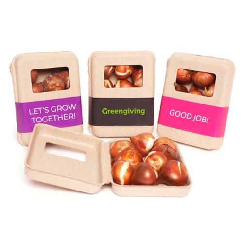 Window box flower bulbs small - Image 1
